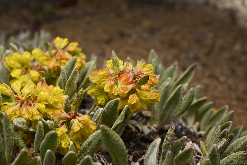 Eriogonum arcuatum var. xanthum