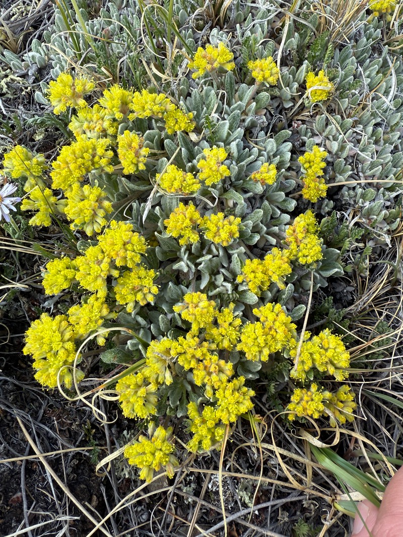 Eriogonum arcuatum var. xanthum photo 2