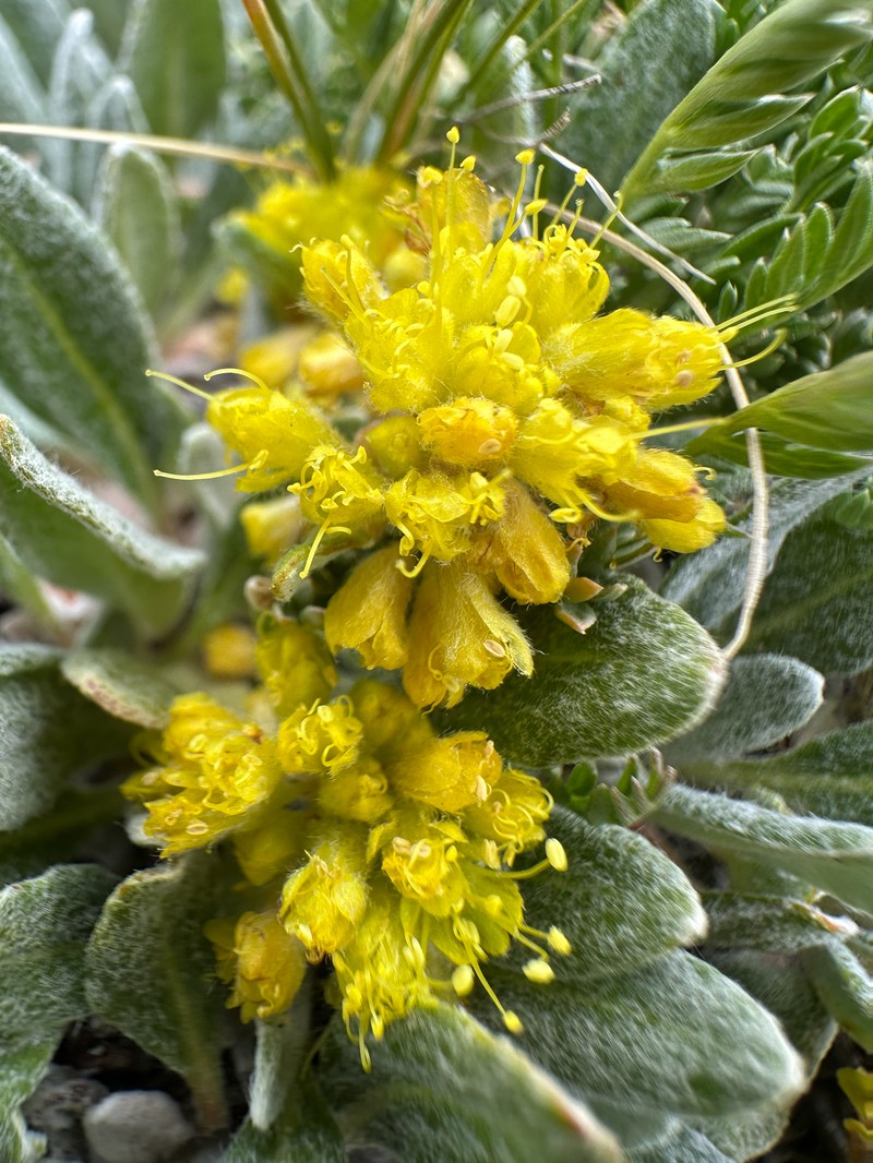 Eriogonum arcuatum var. xanthum photo 3