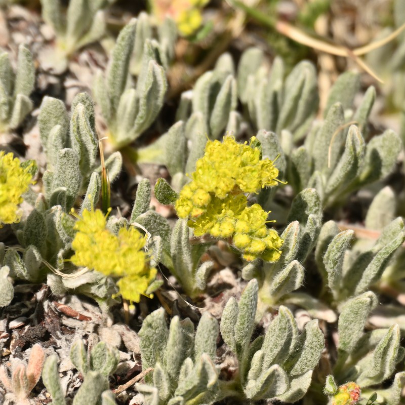 Eriogonum arcuatum var. xanthum photo 4
