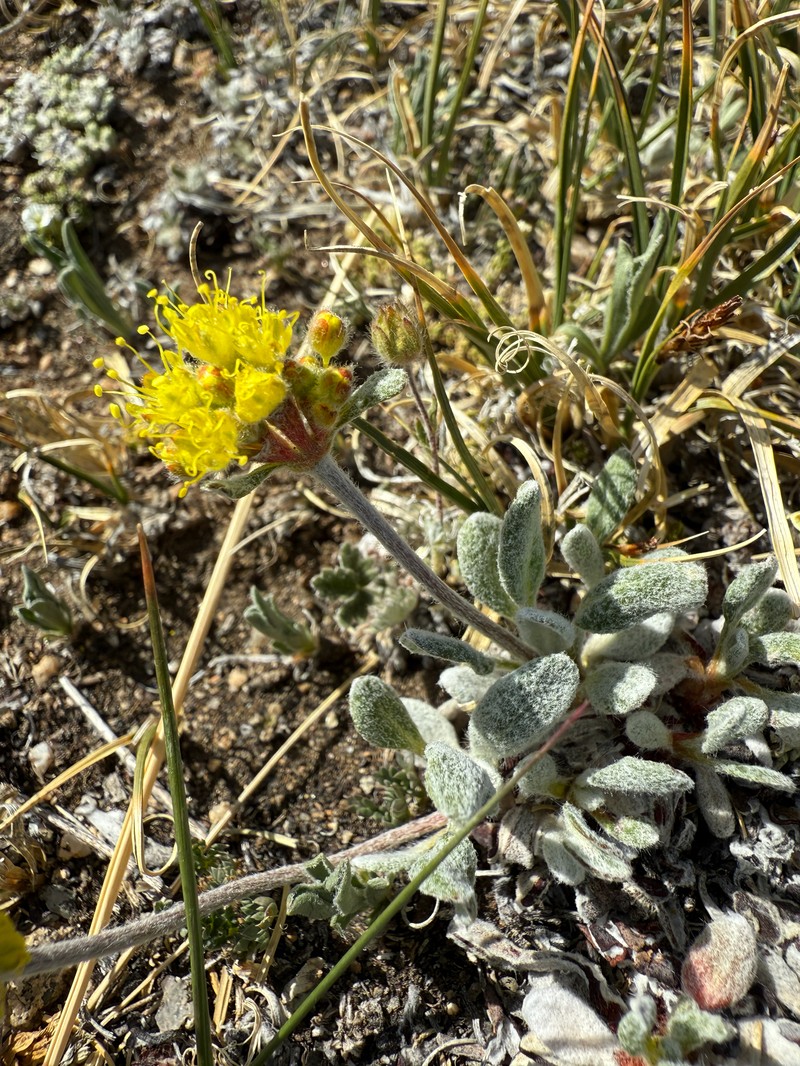 Eriogonum arcuatum var. xanthum photo 5