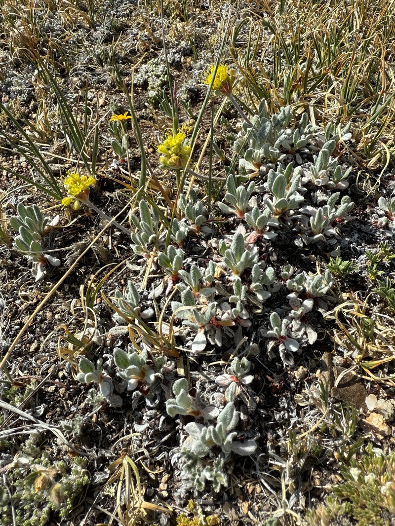 Eriogonum arcuatum var. xanthum photo 6