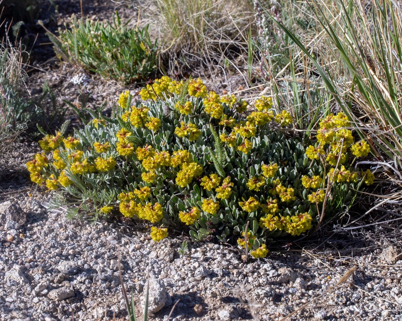Eriogonum arcuatum var. xanthum photo 7