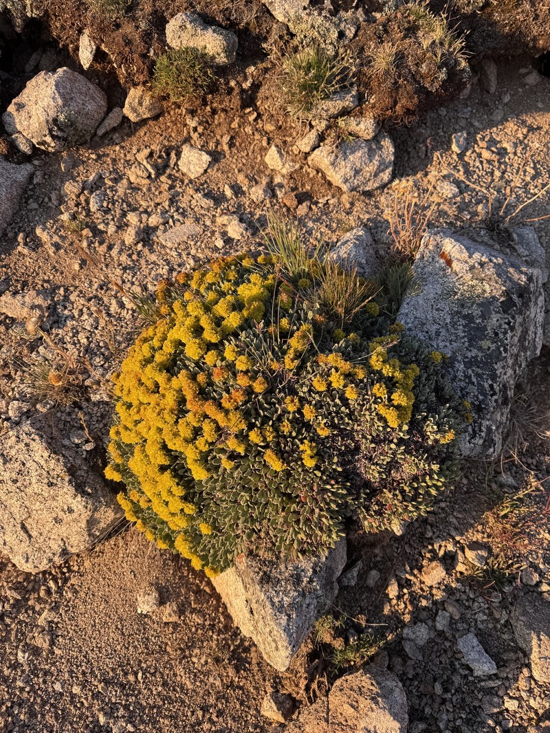 Eriogonum arcuatum var. xanthum photo 8