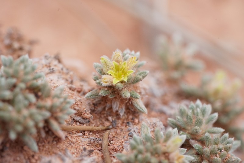 Red Canyon Buckwheat photo 2