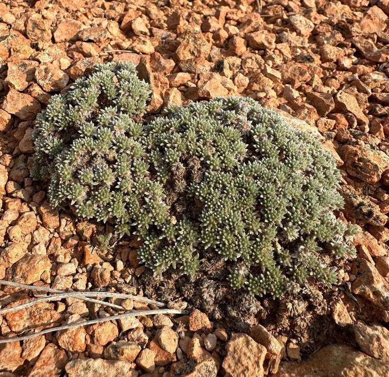 Red Canyon Buckwheat photo 3