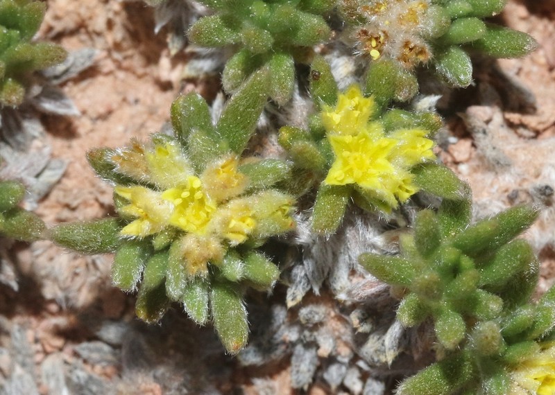 Red Canyon Buckwheat photo 4