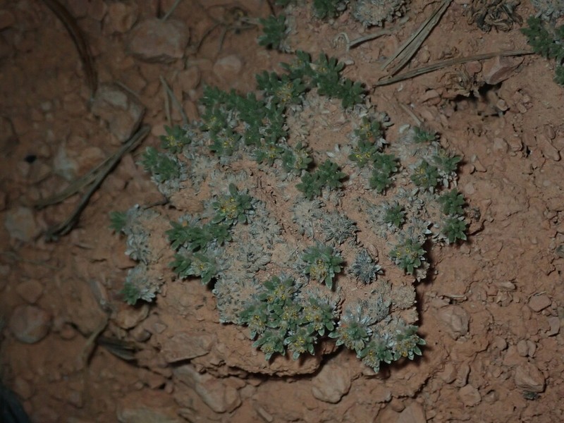Red Canyon Buckwheat photo 5