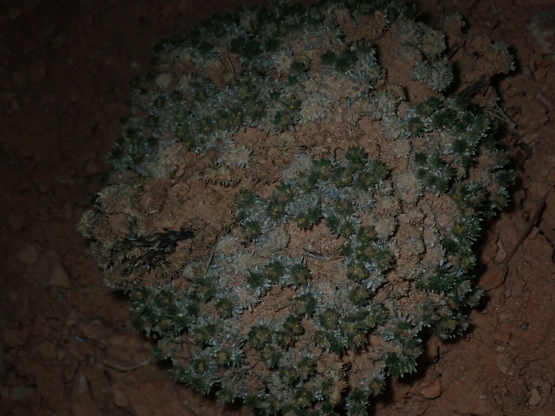 Red Canyon Buckwheat photo 6