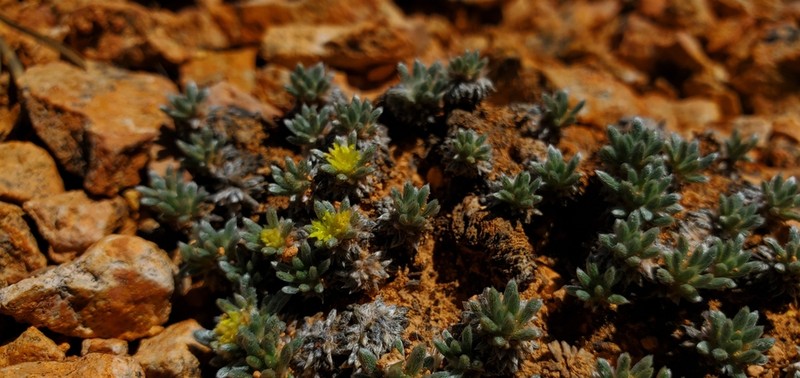 Red Canyon Buckwheat photo 7
