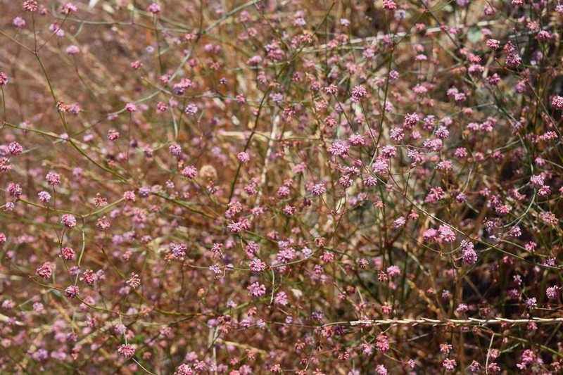 Clay Buckwheat