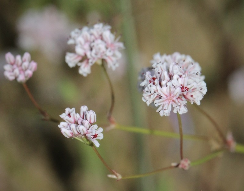 Clay Buckwheat photo 2