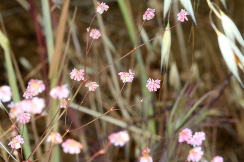 Clay Buckwheat photo 3