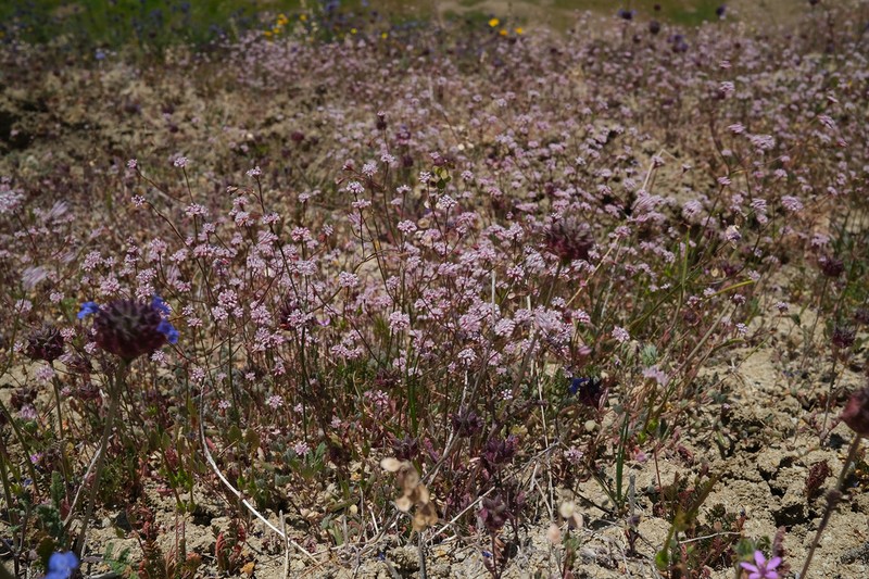 Clay Buckwheat photo 4