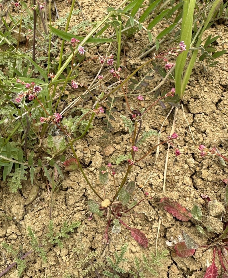 Clay Buckwheat photo 5