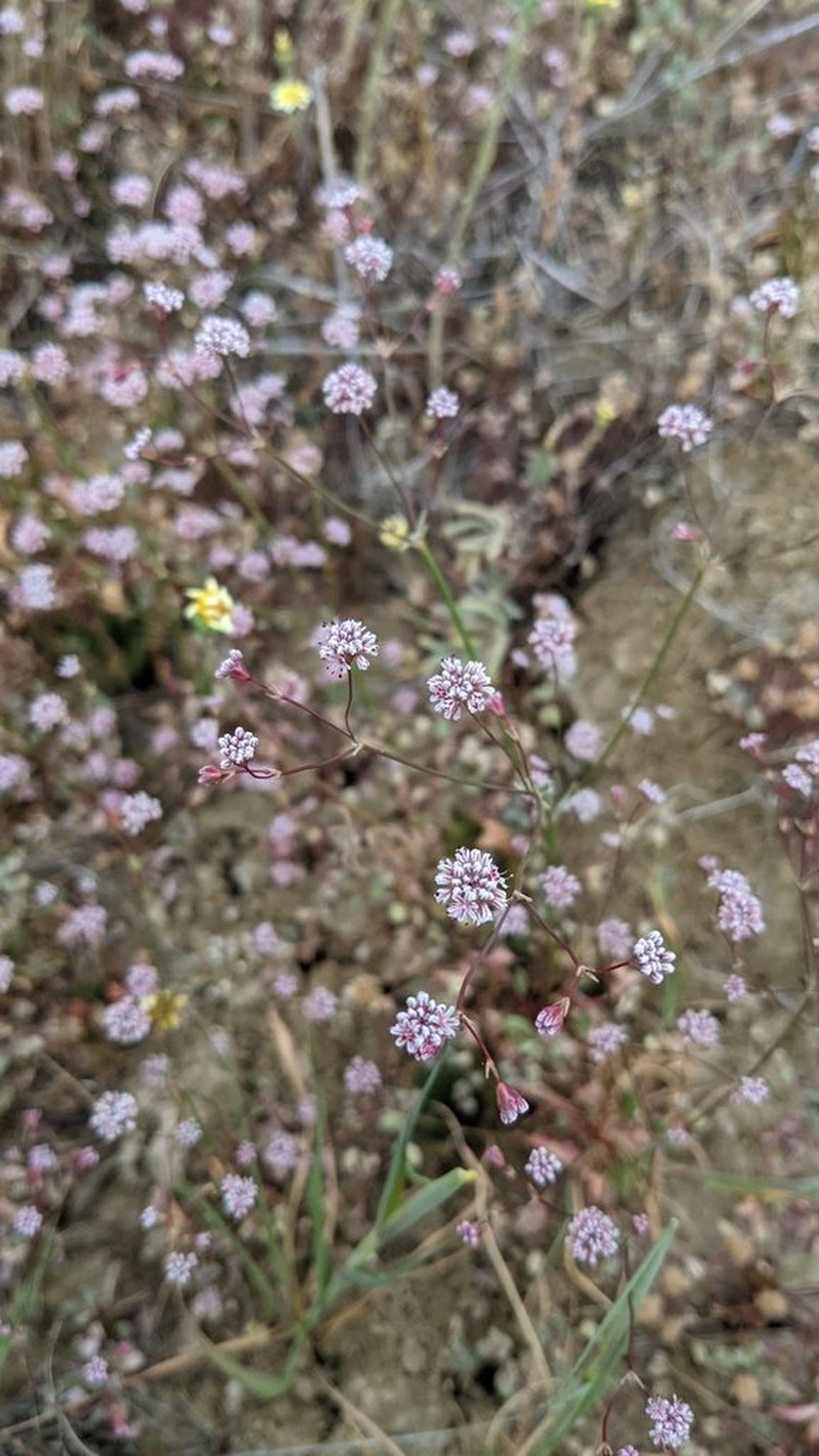 Clay Buckwheat photo 6