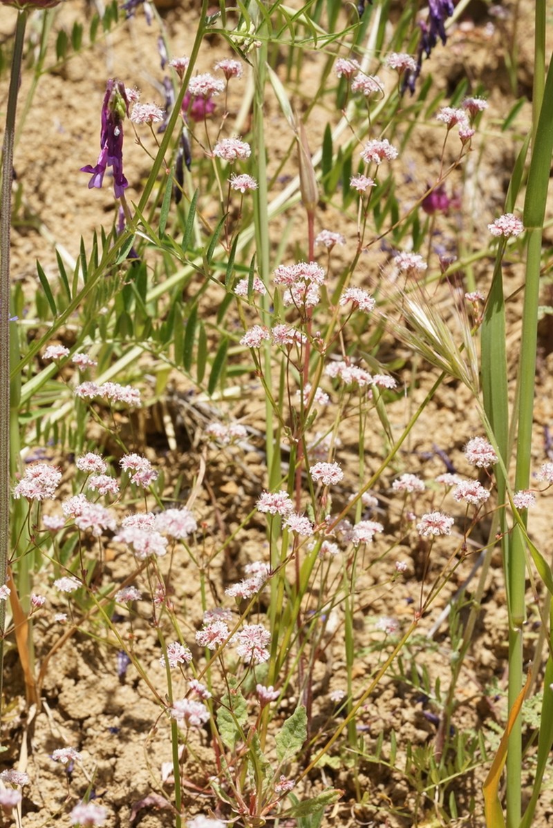 Clay Buckwheat photo 7