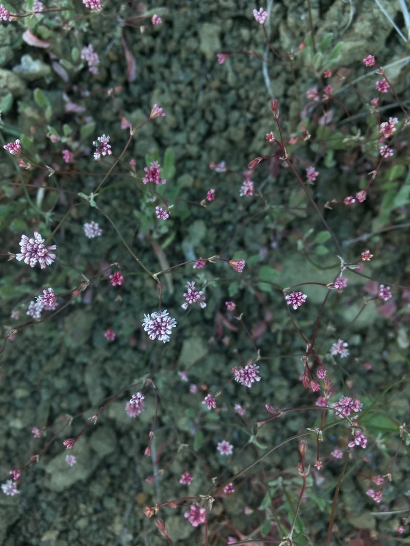Clay Buckwheat photo 8