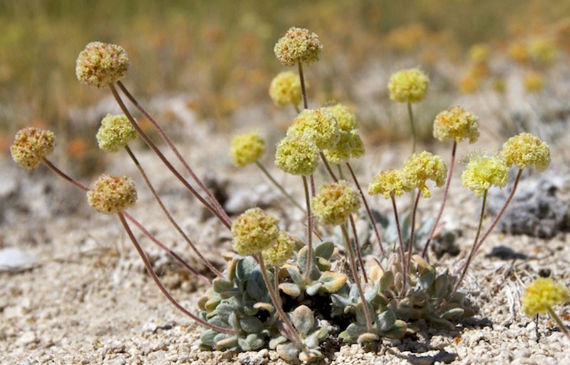 Sulphur Hot Springs Buckwheat