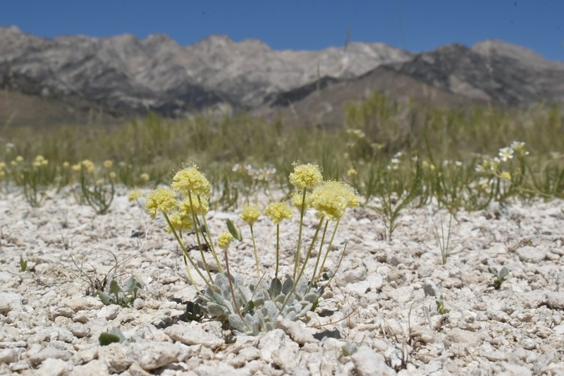 Sulphur Hot Springs Buckwheat