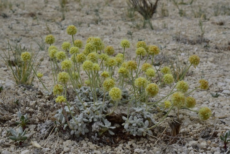 Sulphur Hot Springs Buckwheat photo 2