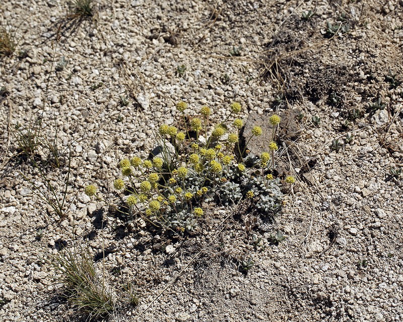 Sulphur Hot Springs Buckwheat photo 4