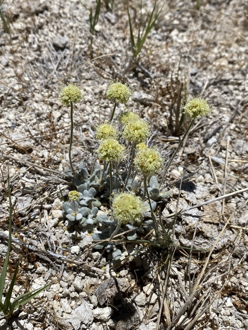 Sulphur Hot Springs Buckwheat photo 5