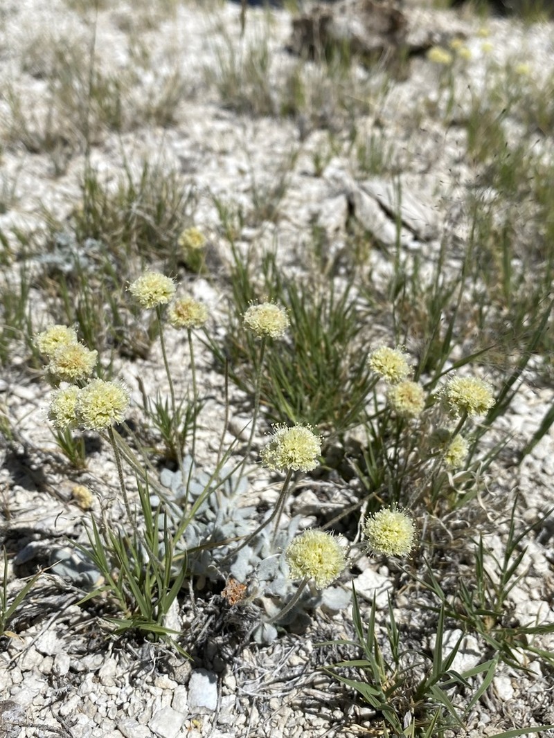 Sulphur Hot Springs Buckwheat photo 6