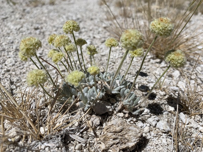 Sulphur Hot Springs Buckwheat photo 7