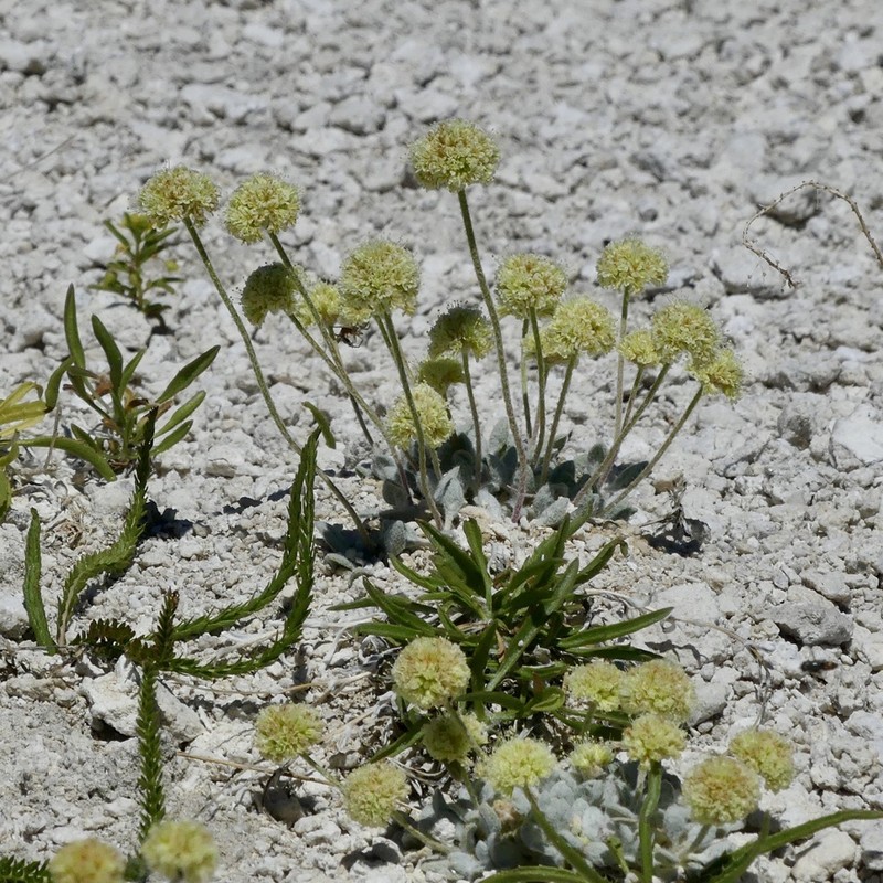 Sulphur Hot Springs Buckwheat photo 8