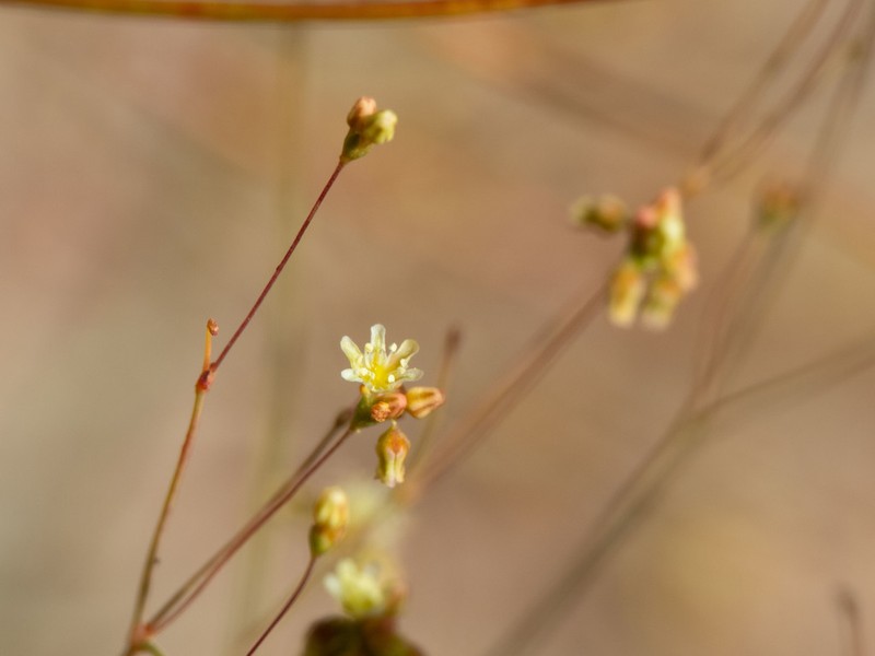 Arizona Buckwheat