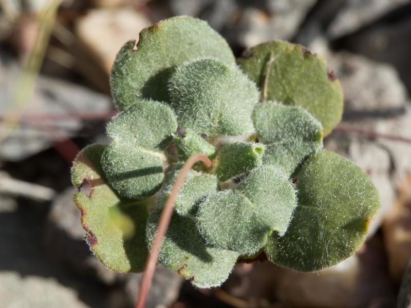 Arizona Buckwheat photo 2