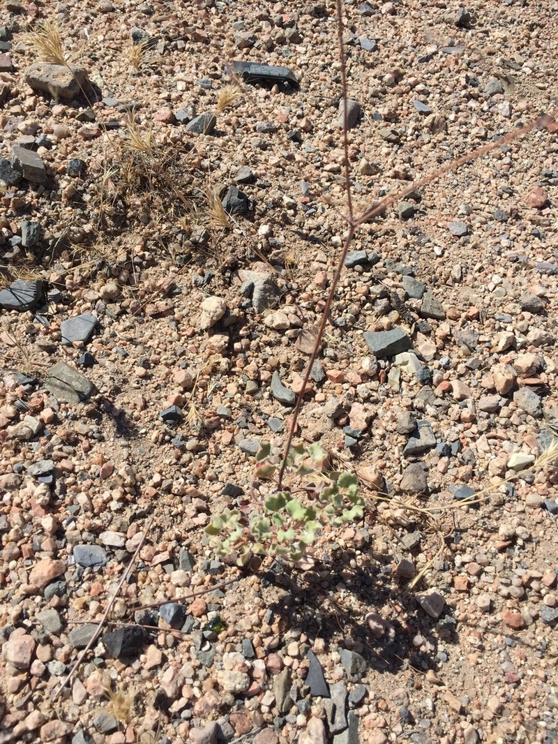 Arizona Buckwheat photo 4