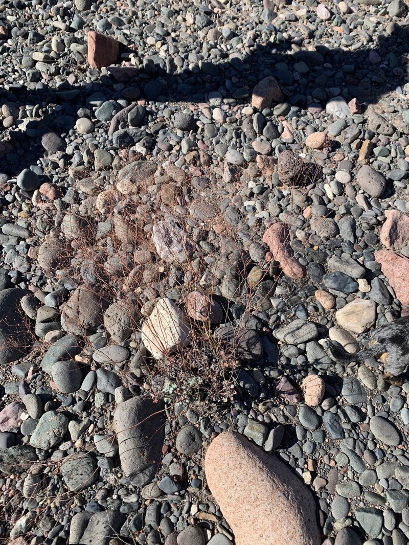 Arizona Buckwheat photo 5