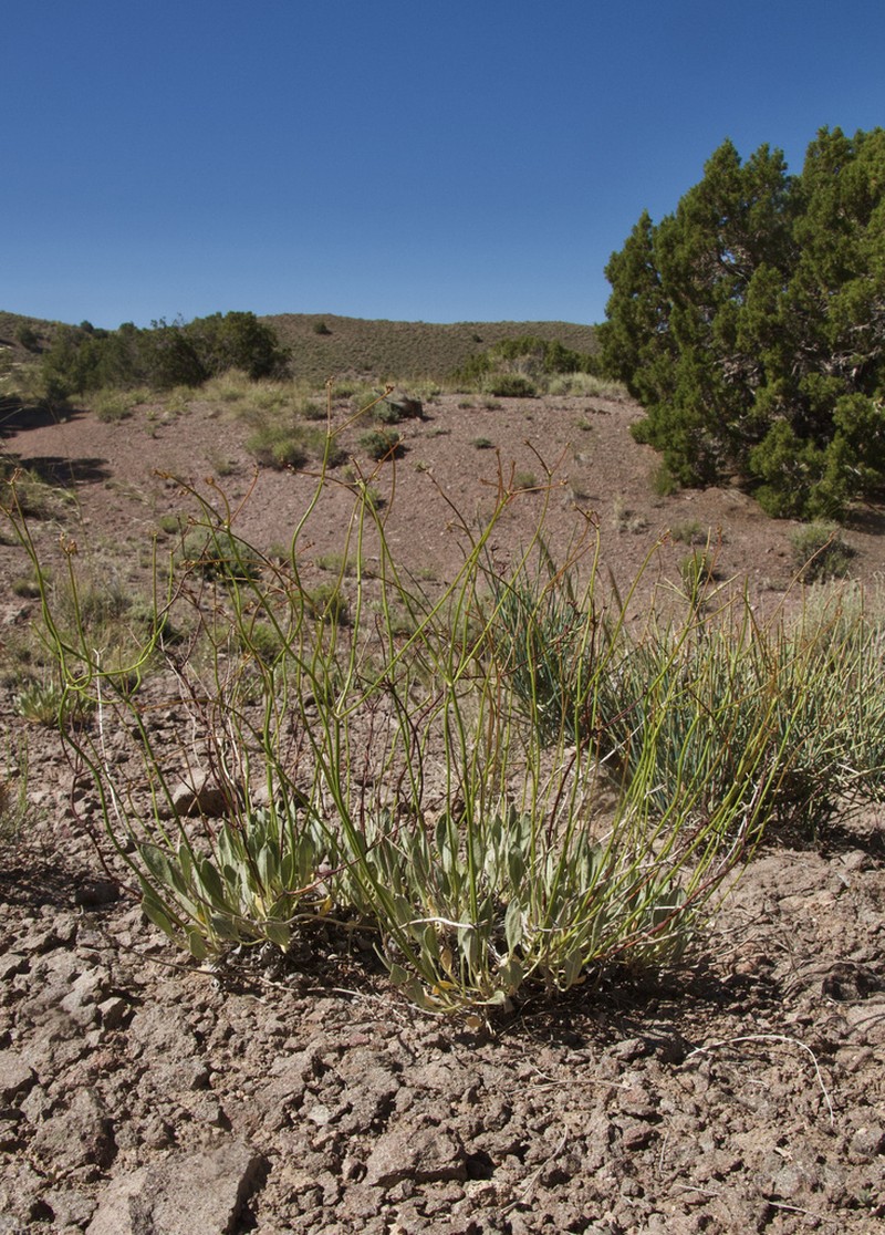 Eriogonum artificis