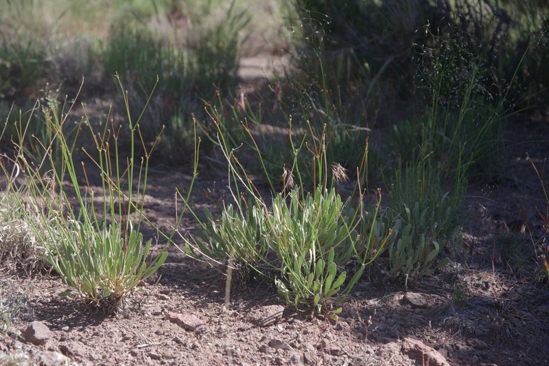 Eriogonum artificis photo 2