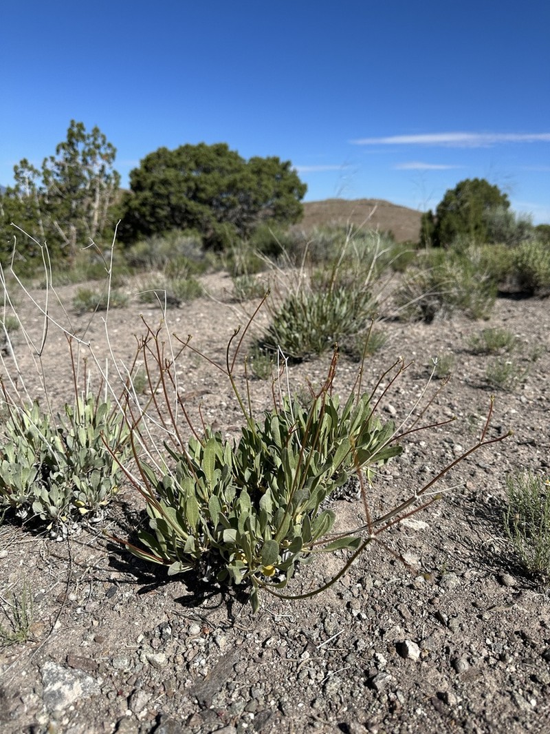 Eriogonum artificis photo 3