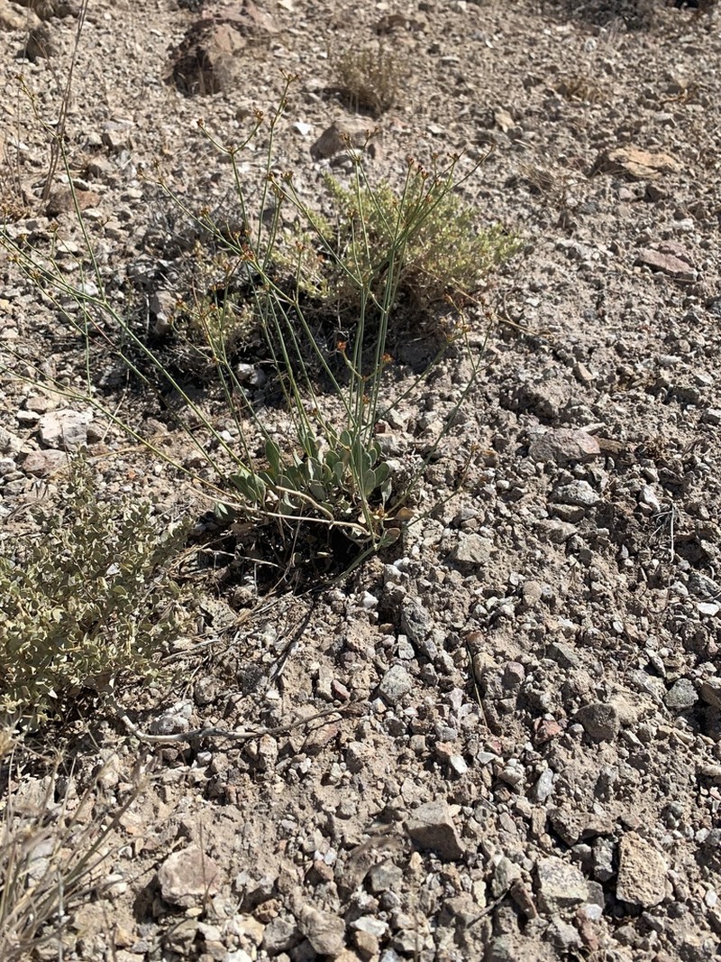 Eriogonum artificis photo 4