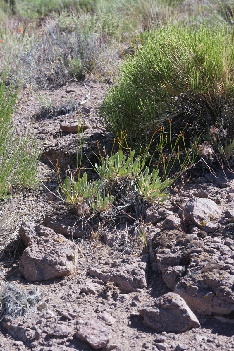 Eriogonum artificis photo 5
