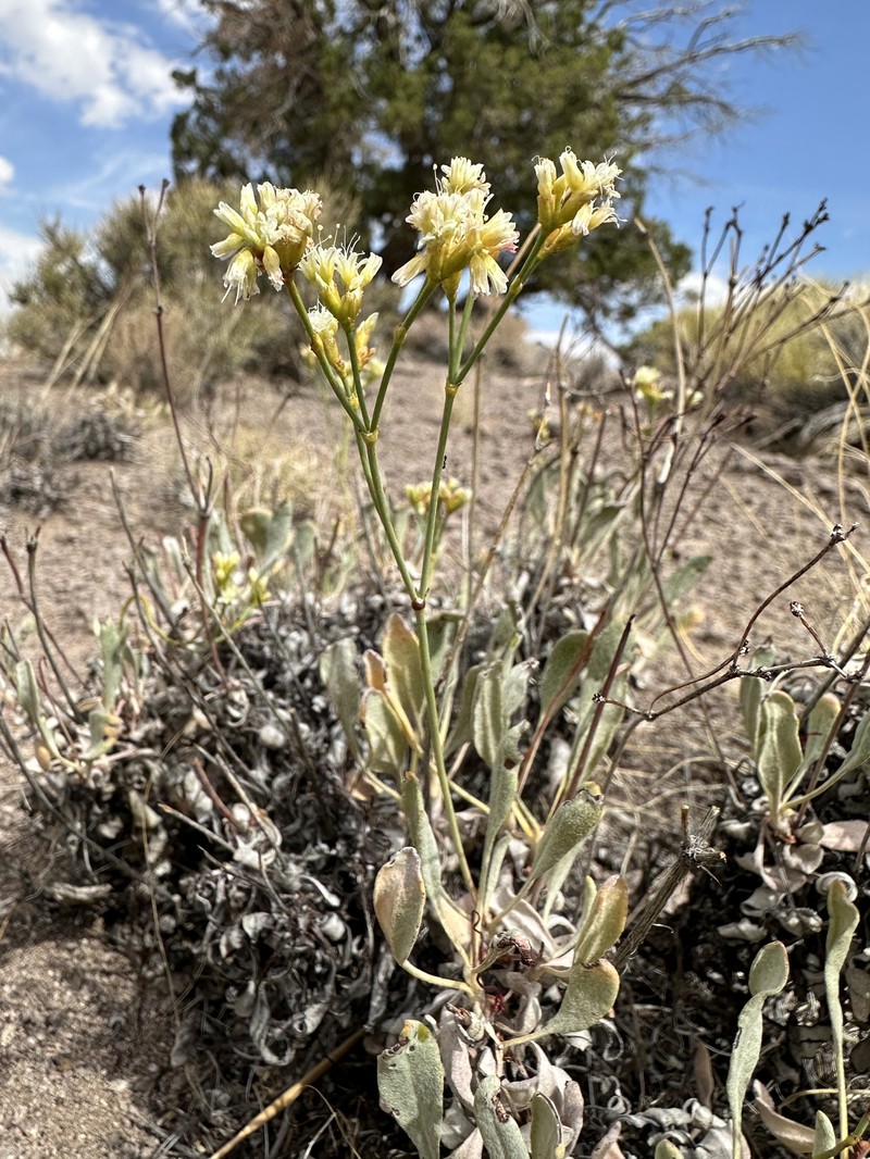 Eriogonum artificis photo 7