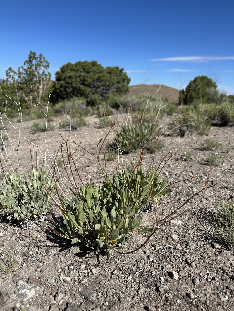 Eriogonum artificis photo 8