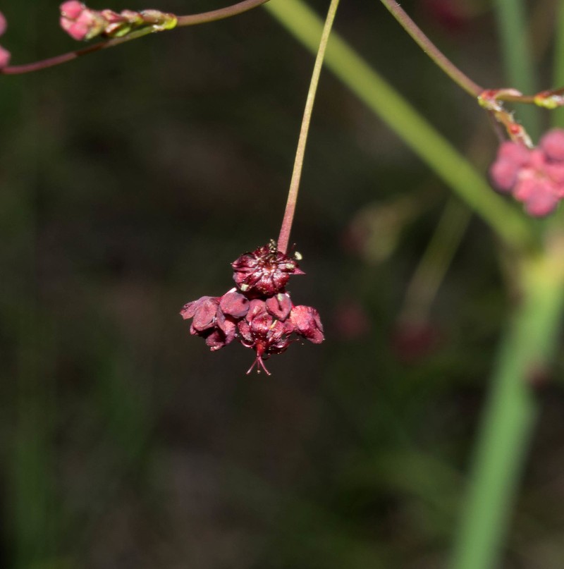 Red Buckwheat