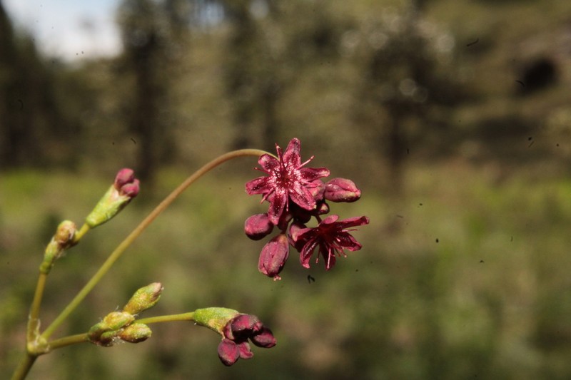 Red Buckwheat photo 2