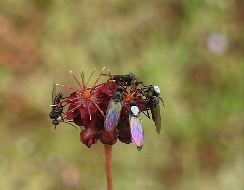 Red Buckwheat photo 3