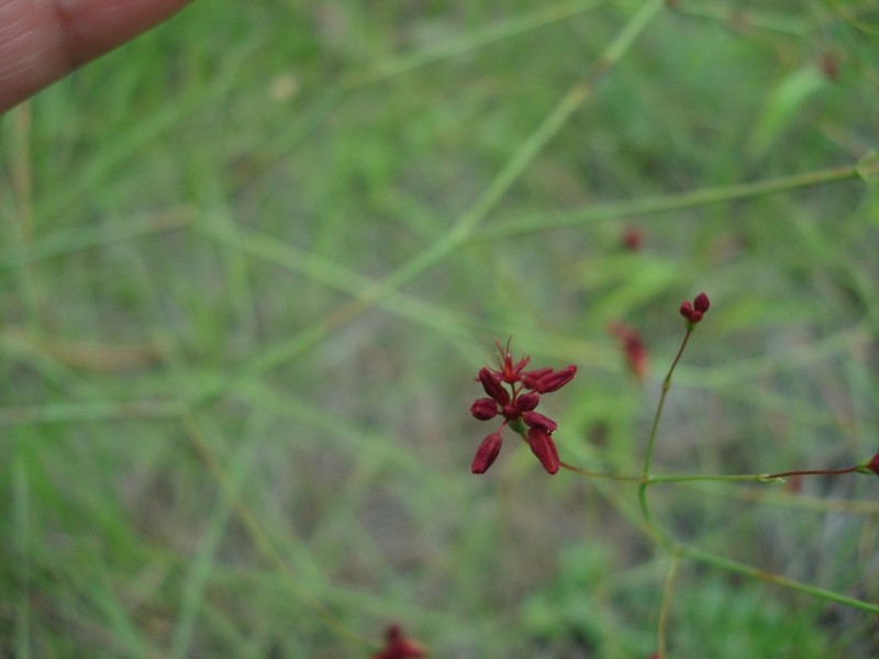 Red Buckwheat photo 4