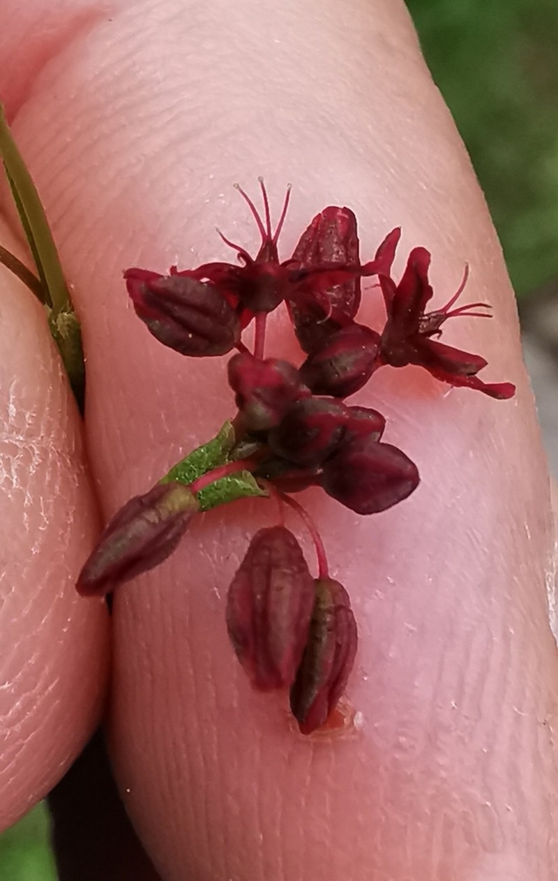 Red Buckwheat photo 5