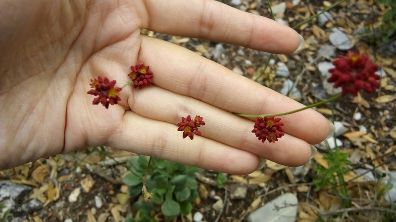 Red Buckwheat photo 6