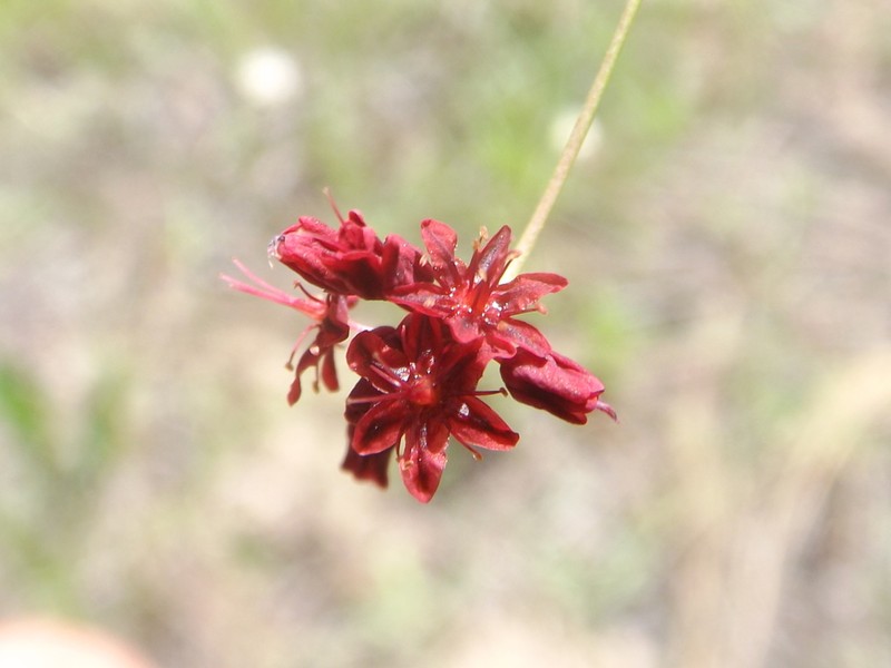 Red Buckwheat photo 7