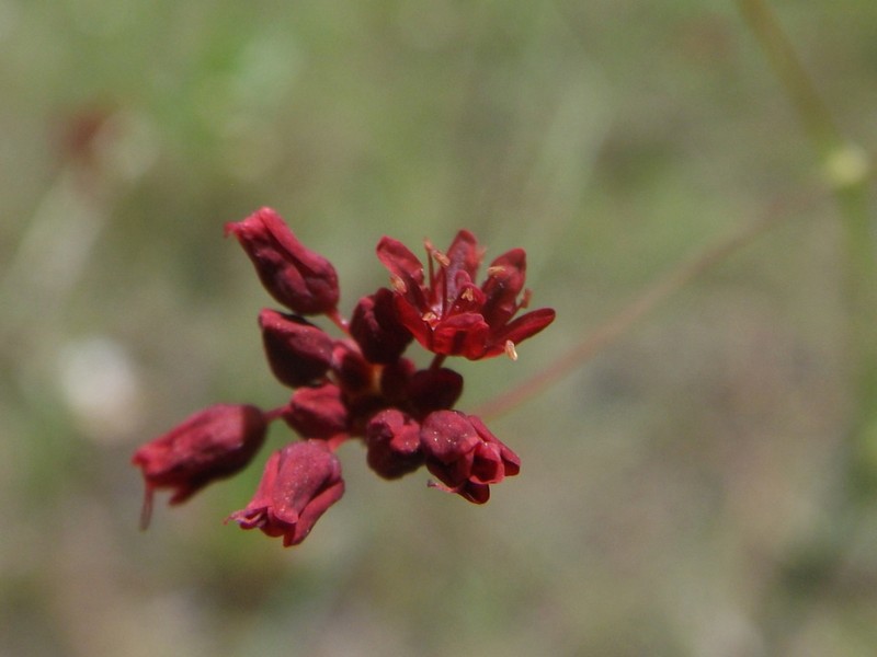 Red Buckwheat photo 8