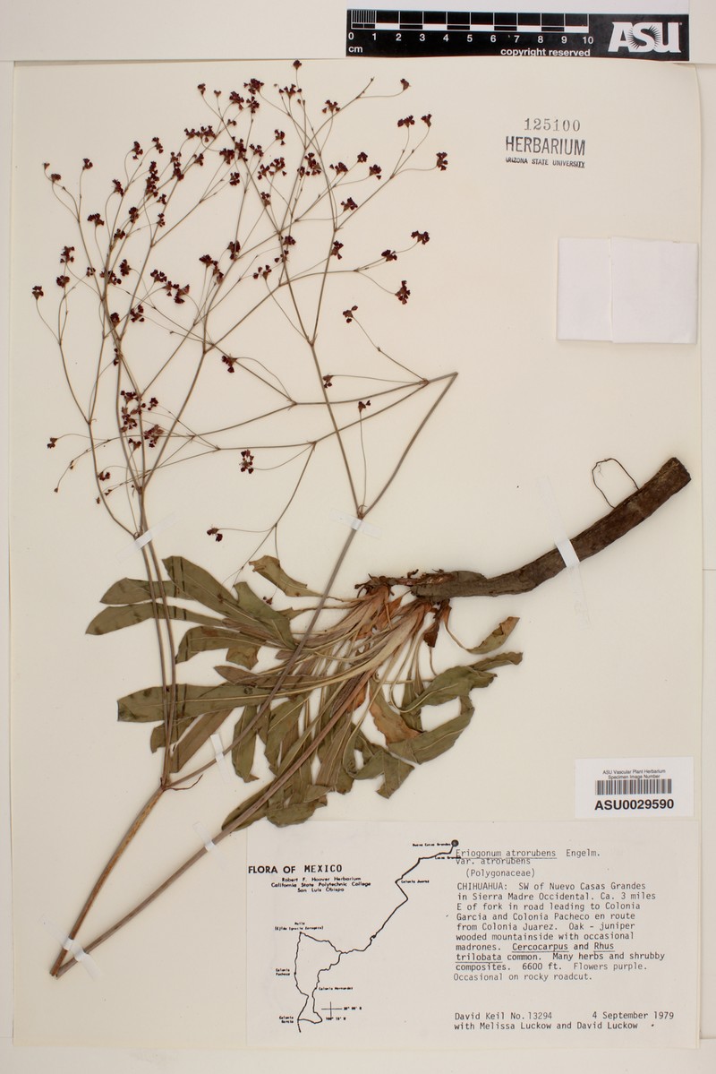 Eriogonum atrorubens var. atrorubens